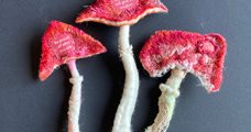 Workshop 9 december - Paddenstoelen vilten