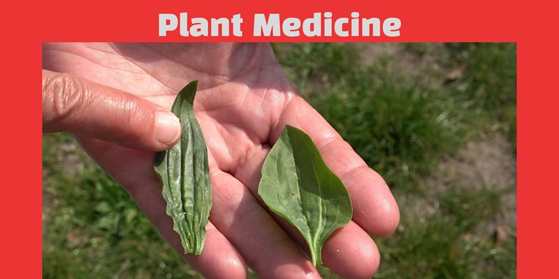 Plant Medicine