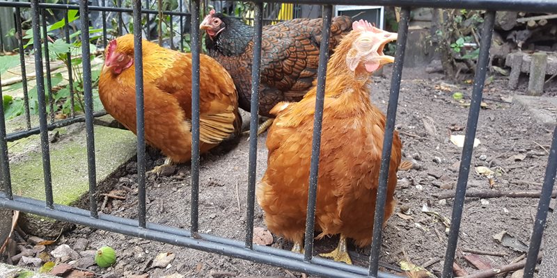 Ziekten en kwalen bij hobbykippen deel II