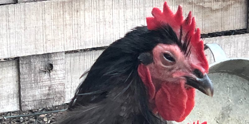 Ziekten en kwalen bij onze hobbykippen