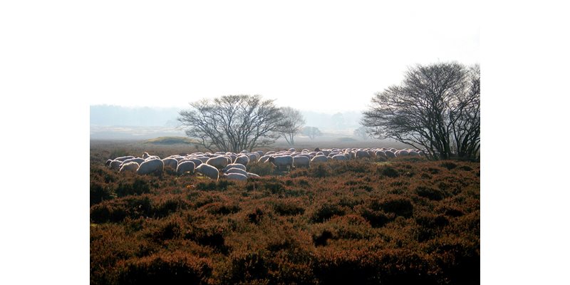 Poëziemiddag: Het Gooi in poezie