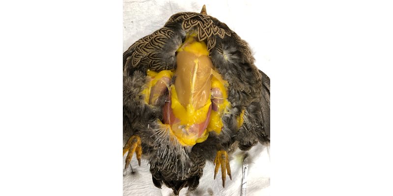 Anatomie en ontleden van kippen