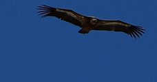 Hiken en roofvogels
