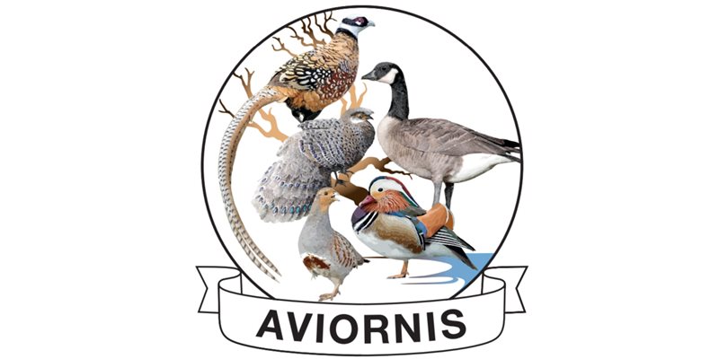 Aviornis Workshop event