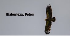 Bialowieza Nature & Wildlife