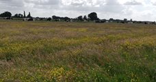 Kruidenrijk Graslanddag