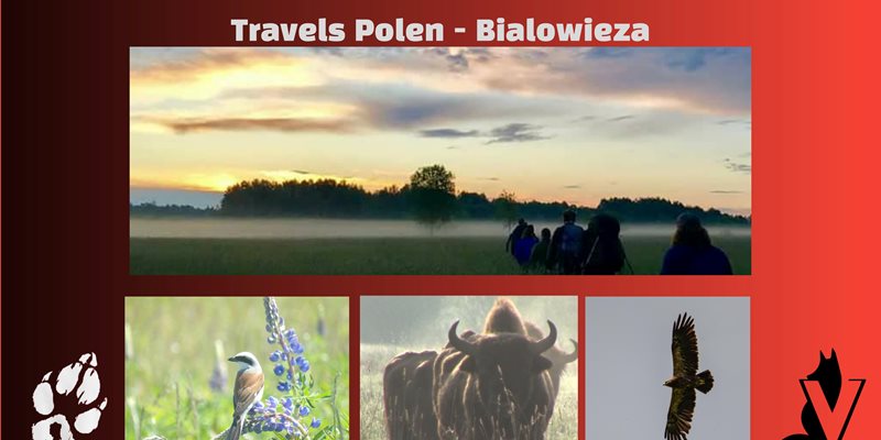 Natuurreis Bialowieza