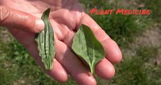 Plant Medicine