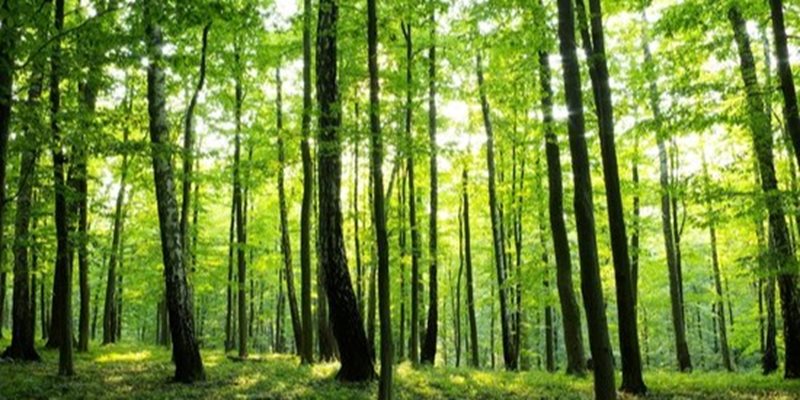 Wandeling Hoorneboeg