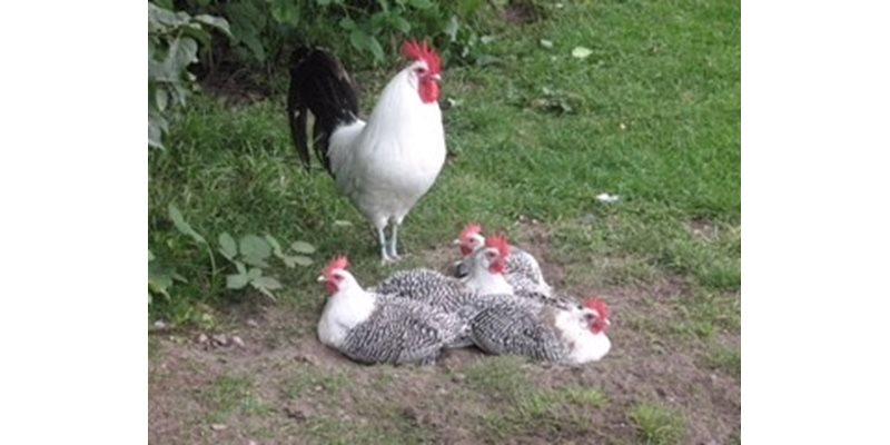 Gedrag, welzijn en gezondheid