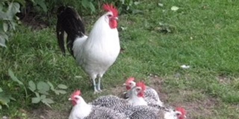 Basiscursus Houden van hobbykippen