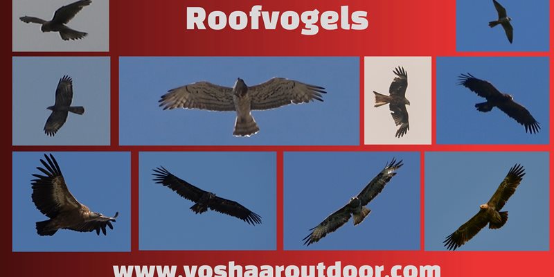 Cursus roofvogels