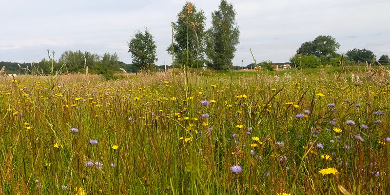 Kruidenrijk Graslanddag 2025