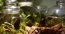 Workshop - Bouw je eigen terrarium!