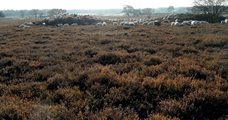 Historielezing: Hilversum 600 jaar in de natuur